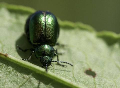 Green beetle