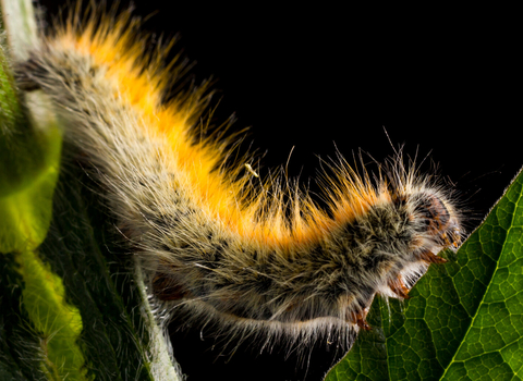 Grass Eggar Lasiocampa trifolii, a black background image of the grass eggar caterpillar as it feeds on the leaf of a hogweed plant, photographed in a make-shift studio environment, St. Mary's Isles of Scilly, May