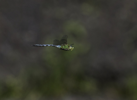 Blue dragonfly