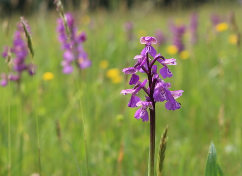 Green-winged orchid