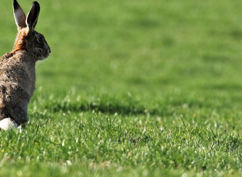 Rabbit on a field