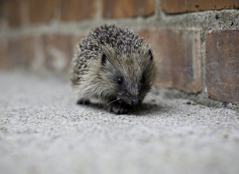 hedgehog walking on concrete next to brick wall