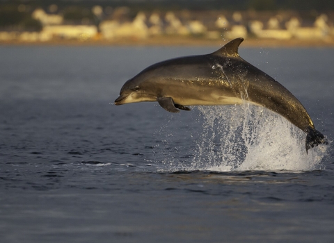 Bottlenose dolphin playing in Moray Firth in beautiful golden evening light