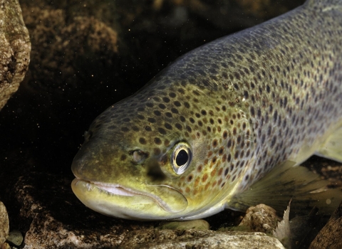 Brown Trout (Salmo trutta) in a shallow beck (small river), at night, England: Cumbria, Ennerdale valley, November - 