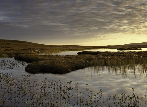 Bogbean Menyanthes trifoliata, growing in pool on bog peatland at dawn, Flow Country, Scotland, June 