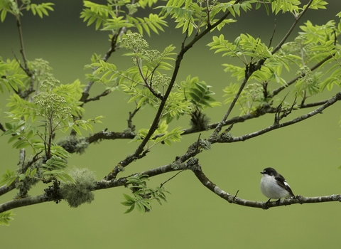 Pied flycatcher (Ficedula hypoleuca) adult male in woodland,