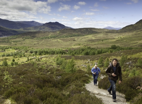 Walker on footpath through regenerating birch woodland