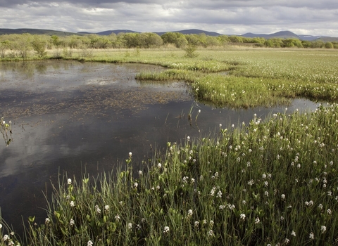 Bogbean / buckbean flowering in pool system, Insh Marshes, Scotland. - 