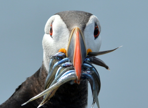 Puffin with mouth full of sandeels