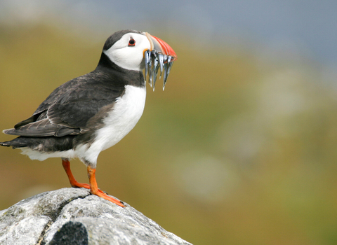 Puffin, Credit - Tom Marshall