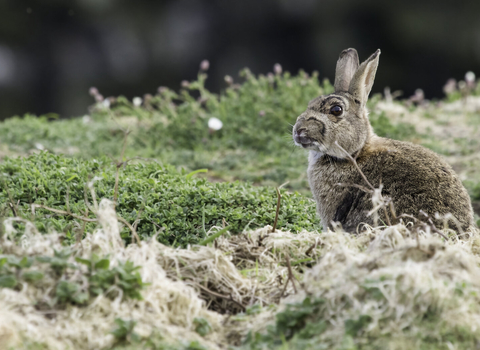 Small brown rabbit