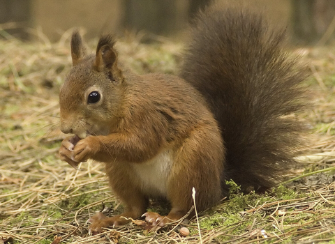 red squirrel