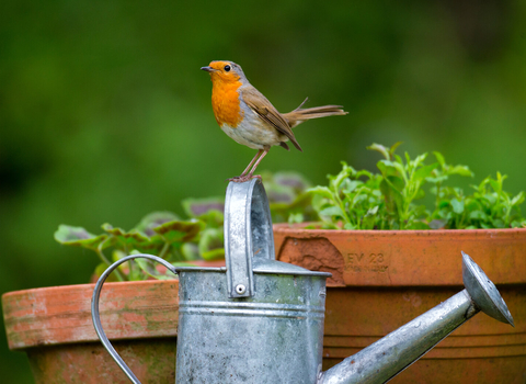 Robin sat on a watering can