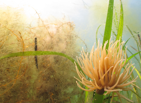 Seagrass with Anemone Credit - Paul Naylor