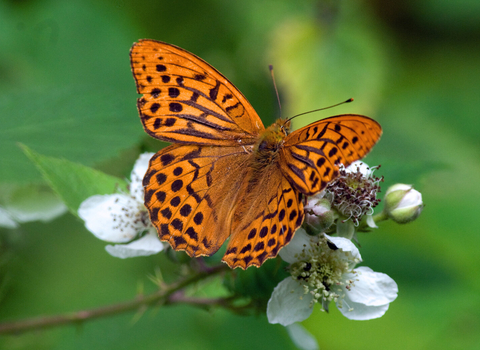 Silver-washed fritillary