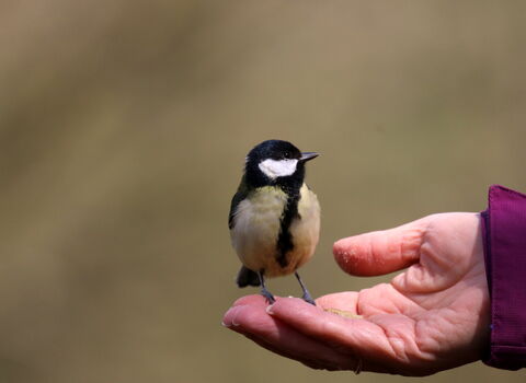 A bird sat on someones hand