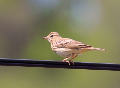 A tree pipit perched on a wire