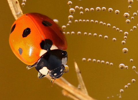 7 spot ladybird