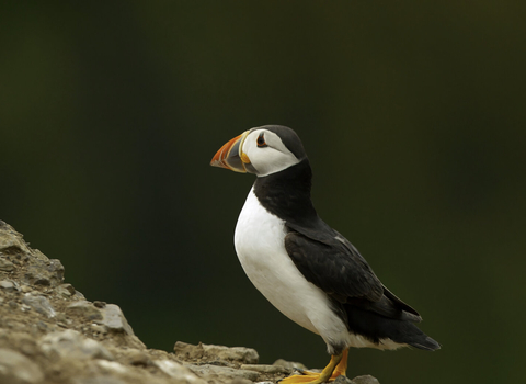 A puffin stood on a rock