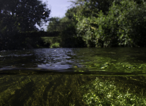 River, underwater split level view