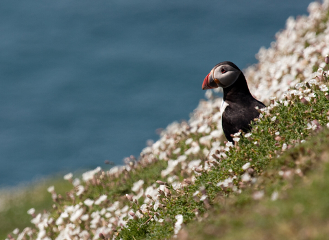 A puffin sat on a hillside amongst white flowers