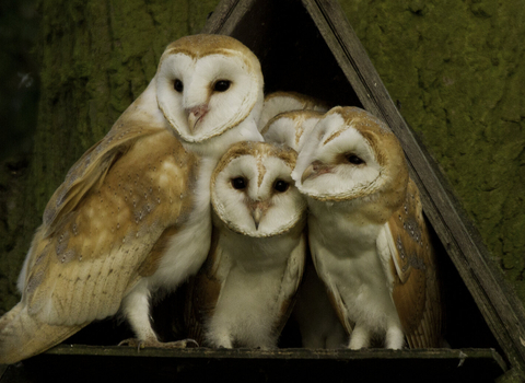 Barn owls huddled together